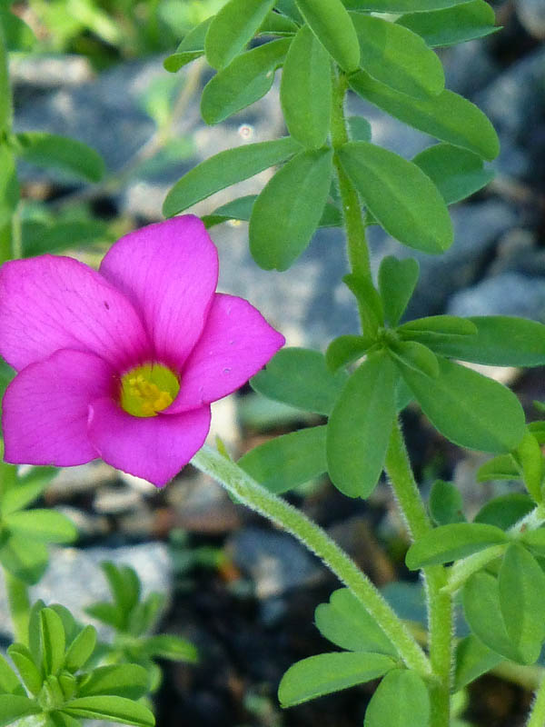 Oxalis hirta photo